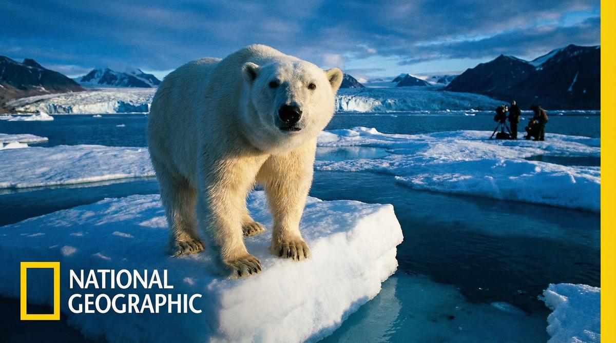 蜜芽北极熊视频